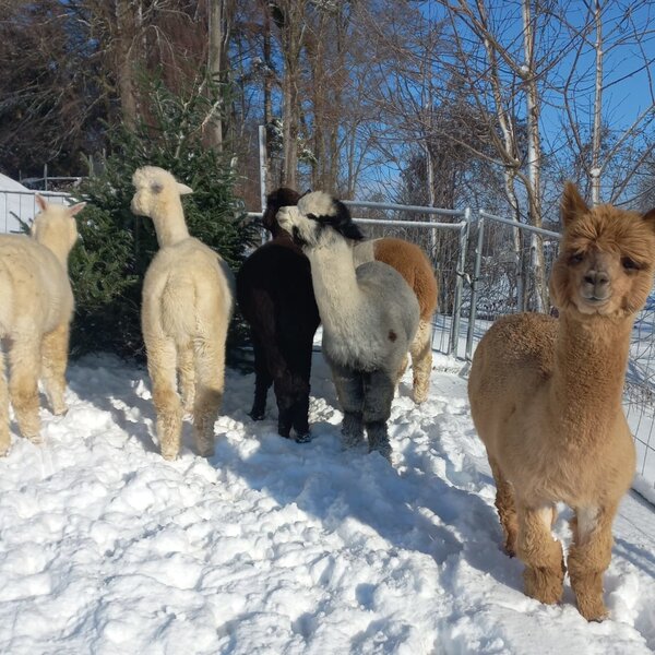 Alpakas im Schnee auf dem Gelände