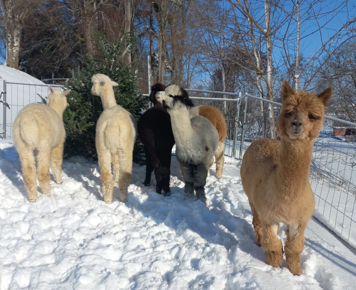 Alpakas im Schnee auf dem Gelände des Bed and Breakfast.