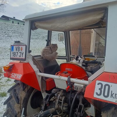 Zwei Katzen auf einem roten Traktor, typisch für die ländliche Umgebung des Bed and Breakfast.