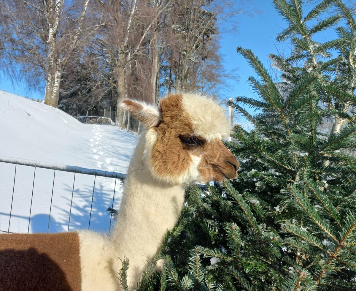 Ein Alpaka im Schnee neben einem Nadelbaum auf dem Gelände des Bed and Breakfast.