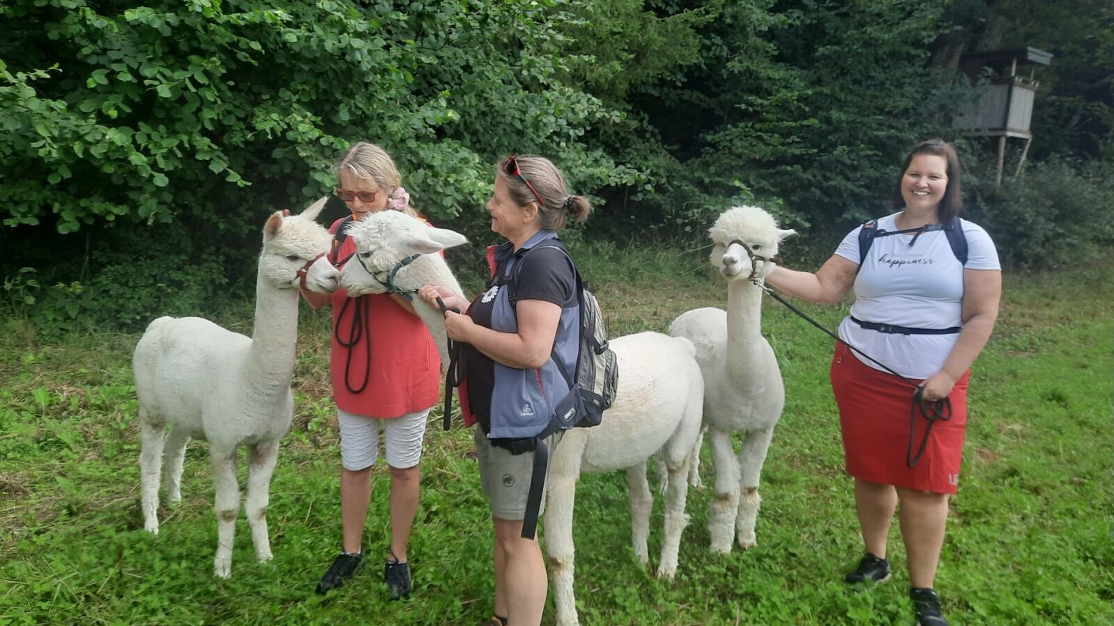 Gäste bei einer Alpaka-Wanderung, einem der besonderen Erlebnisse, die im Sweet Home Alpacas angeboten werden.