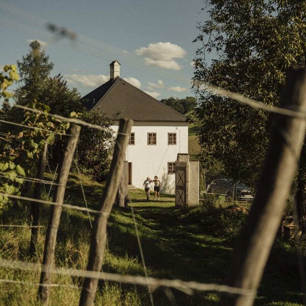 Das idyllische Weinhaus umgeben von grünen Weinreben an einem sonnigen Tag.