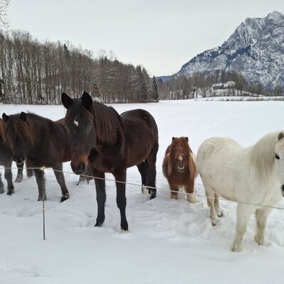 Fünf Pferde auf dem verschneiten Feld des Bauernhofs mit einem Berg im Hintergrund.
