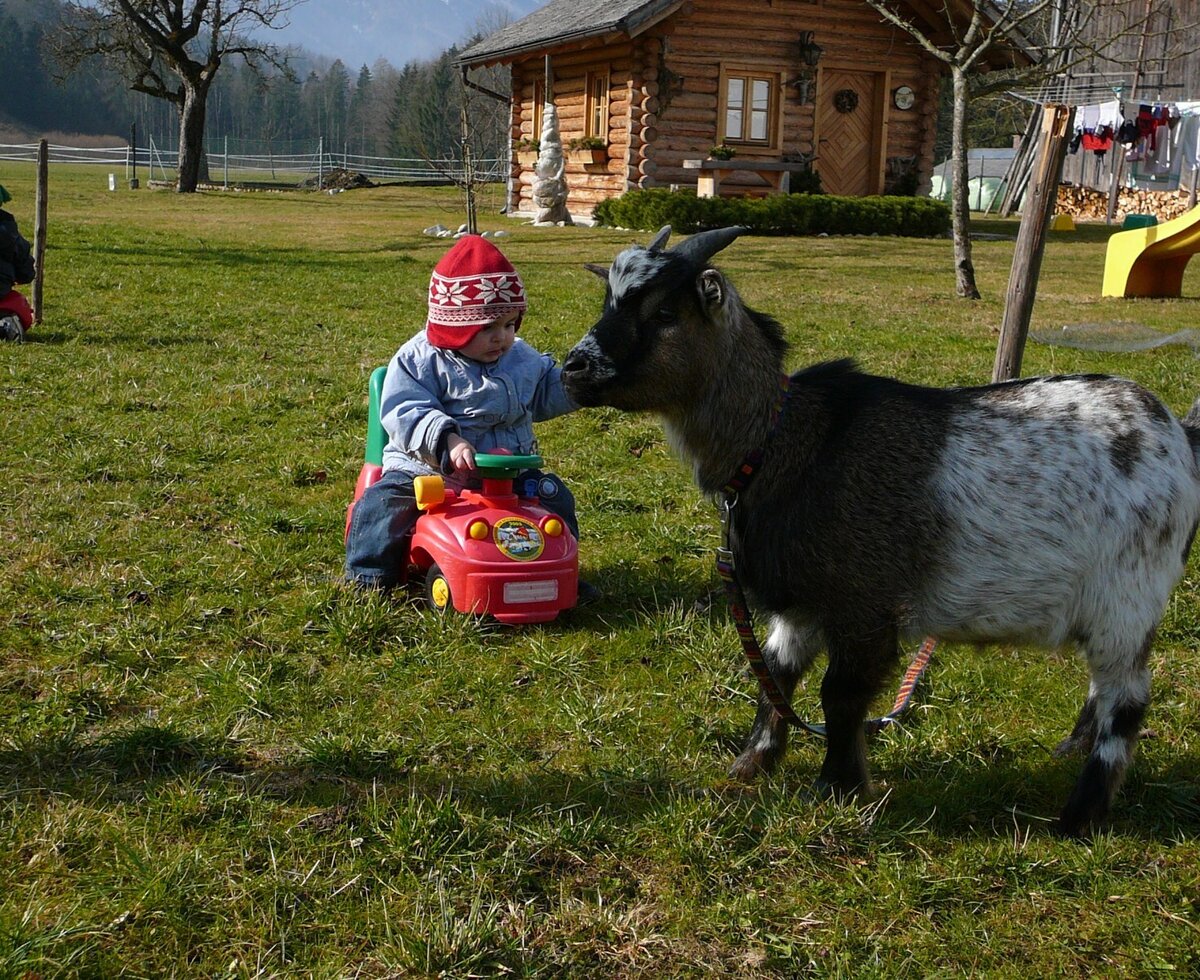 Ziegen