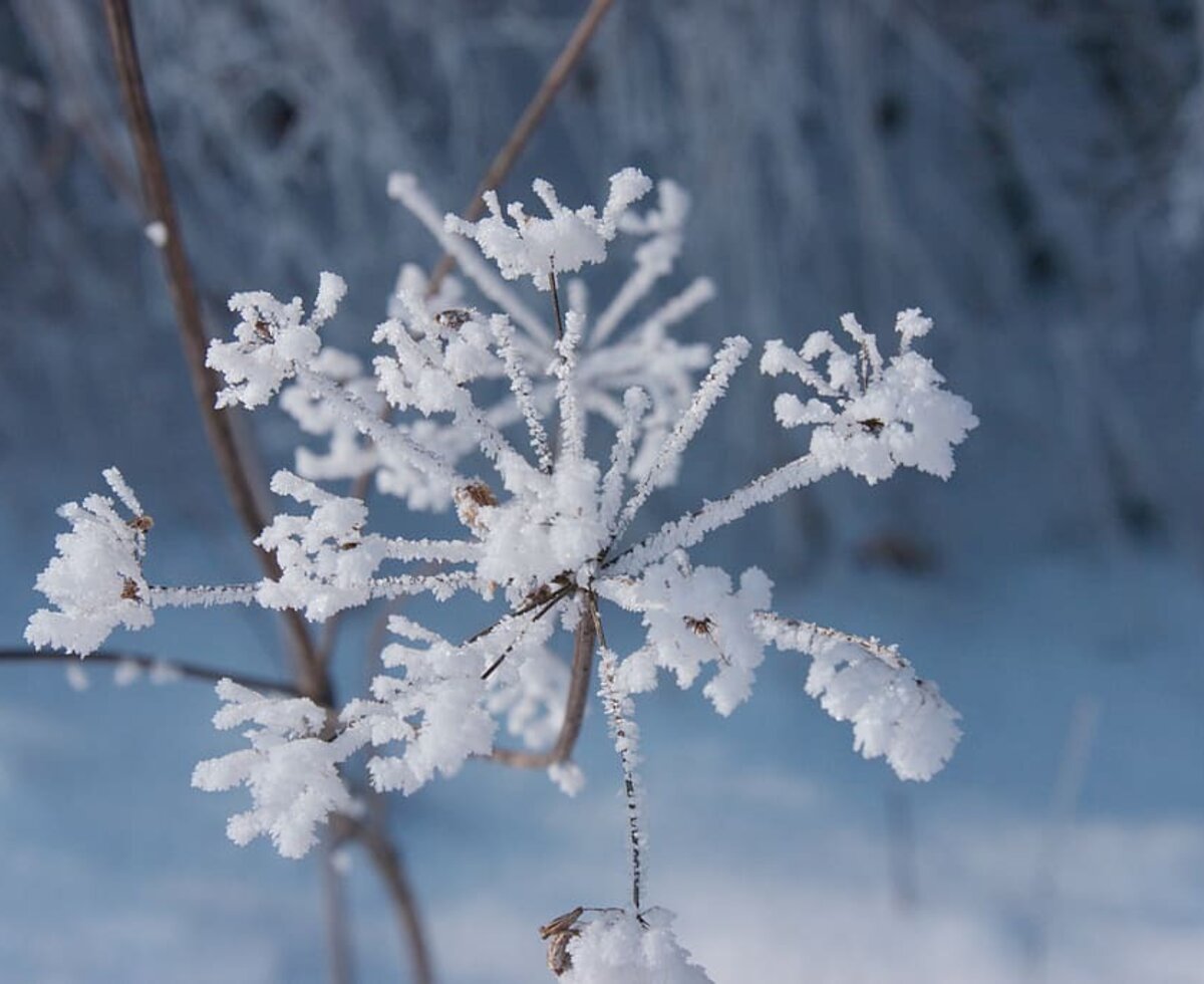 Eine mit Reif bedeckte Pflanze in der Natur rund um den Bauernhof.