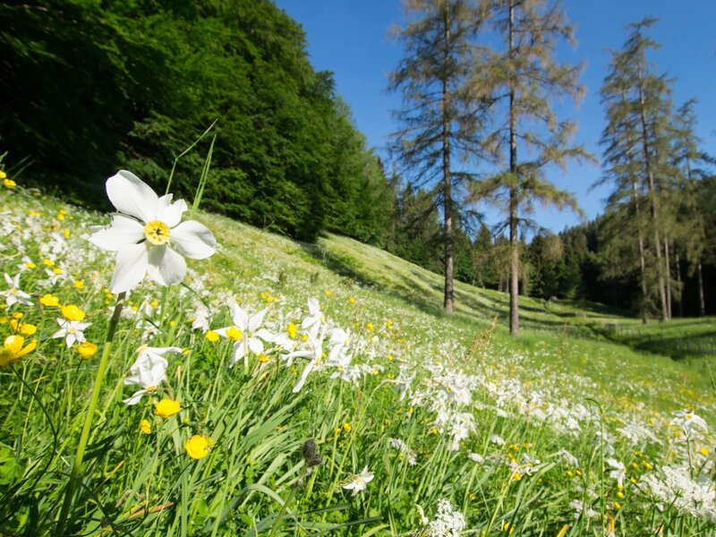 Narzissenwiese