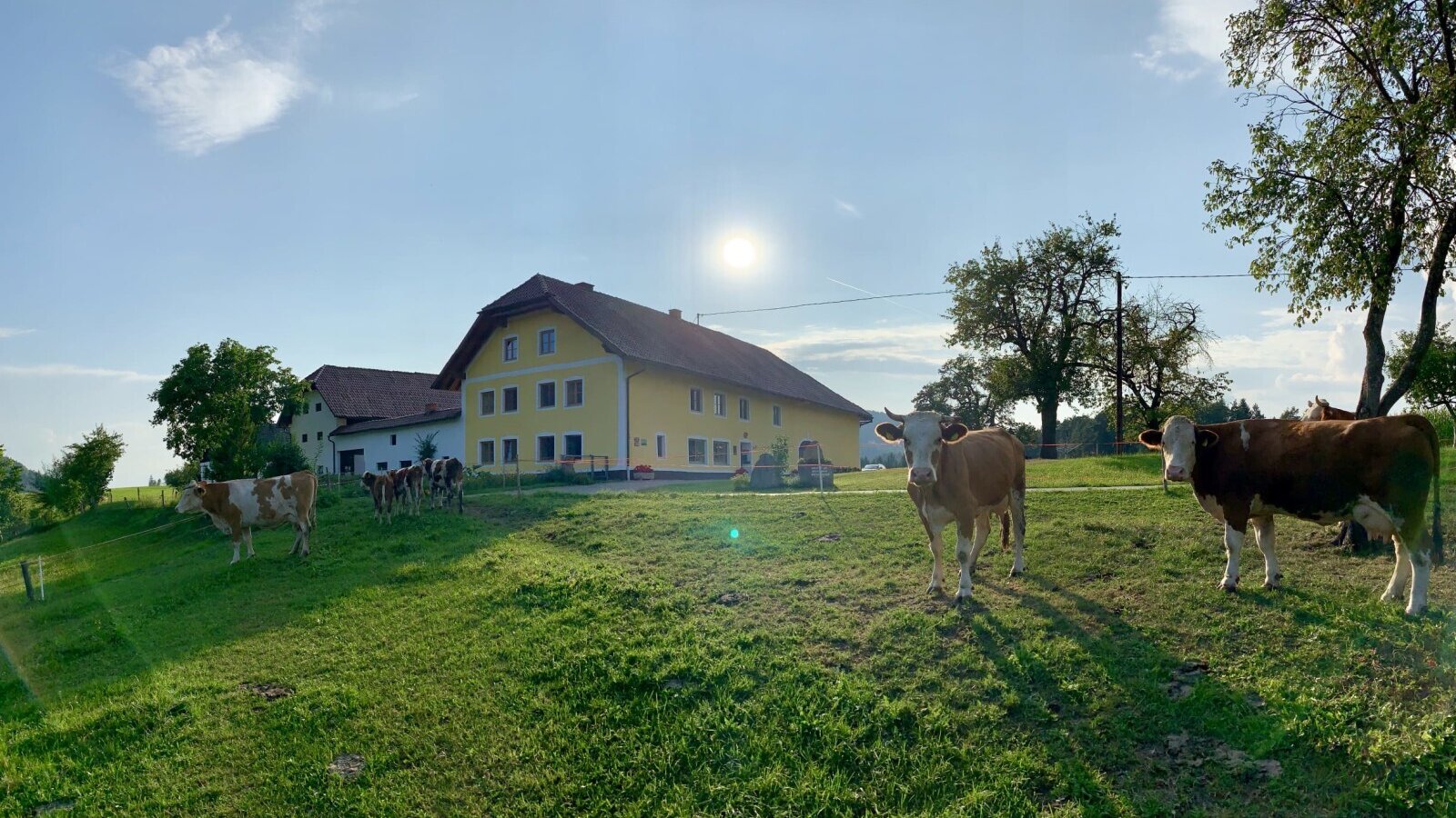 Der idyllische Bauernhof mit einer weitläufigen grünen Wiese und friedlich grasenden Kühen im warmen Sonnenschein.