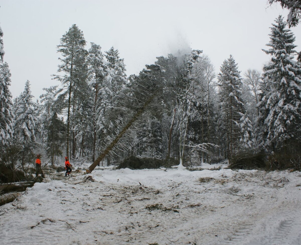 Verschneiter Wald in der Umgebung des Bauernhofs, mit laufenden Holzfällerarbeiten.