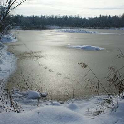 Tierspuren auf dem Eis des teilweise zugefrorenen Sees, umgeben von schneebedeckten Ufern und Winterwald in der Umgebung des Bauernhofs.