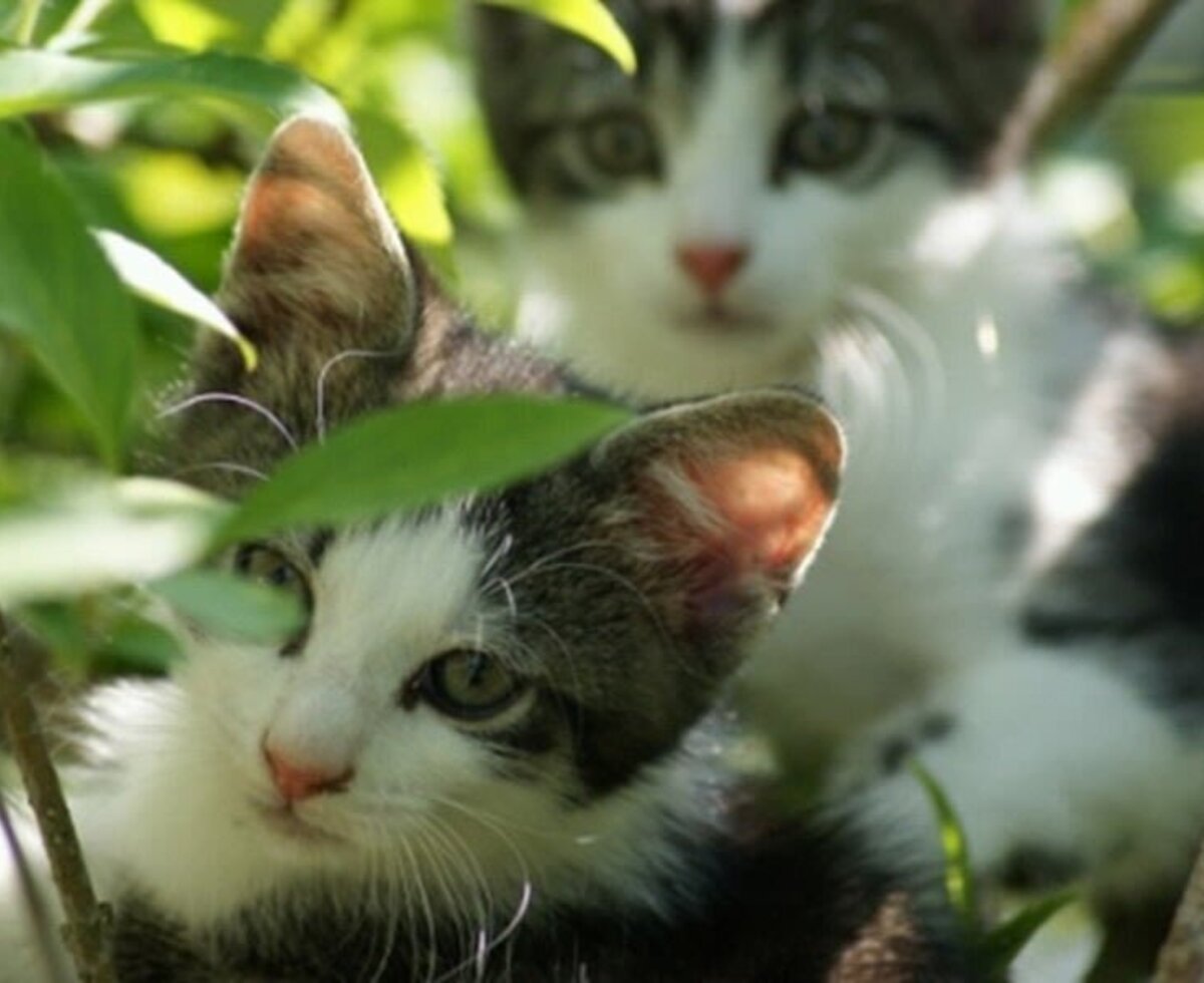 Zwei junge Kätzchen, die sich im Grünen auf dem Bauernhof verstecken.