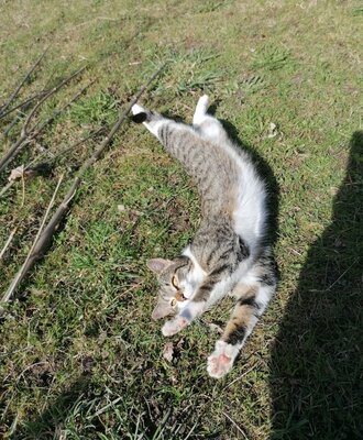 Katze Lilly