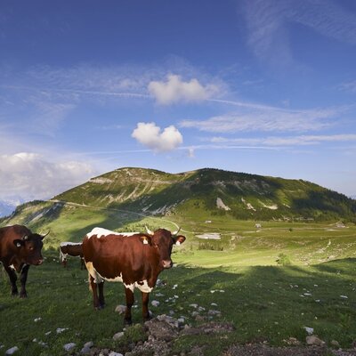 Rinder auf der Alm