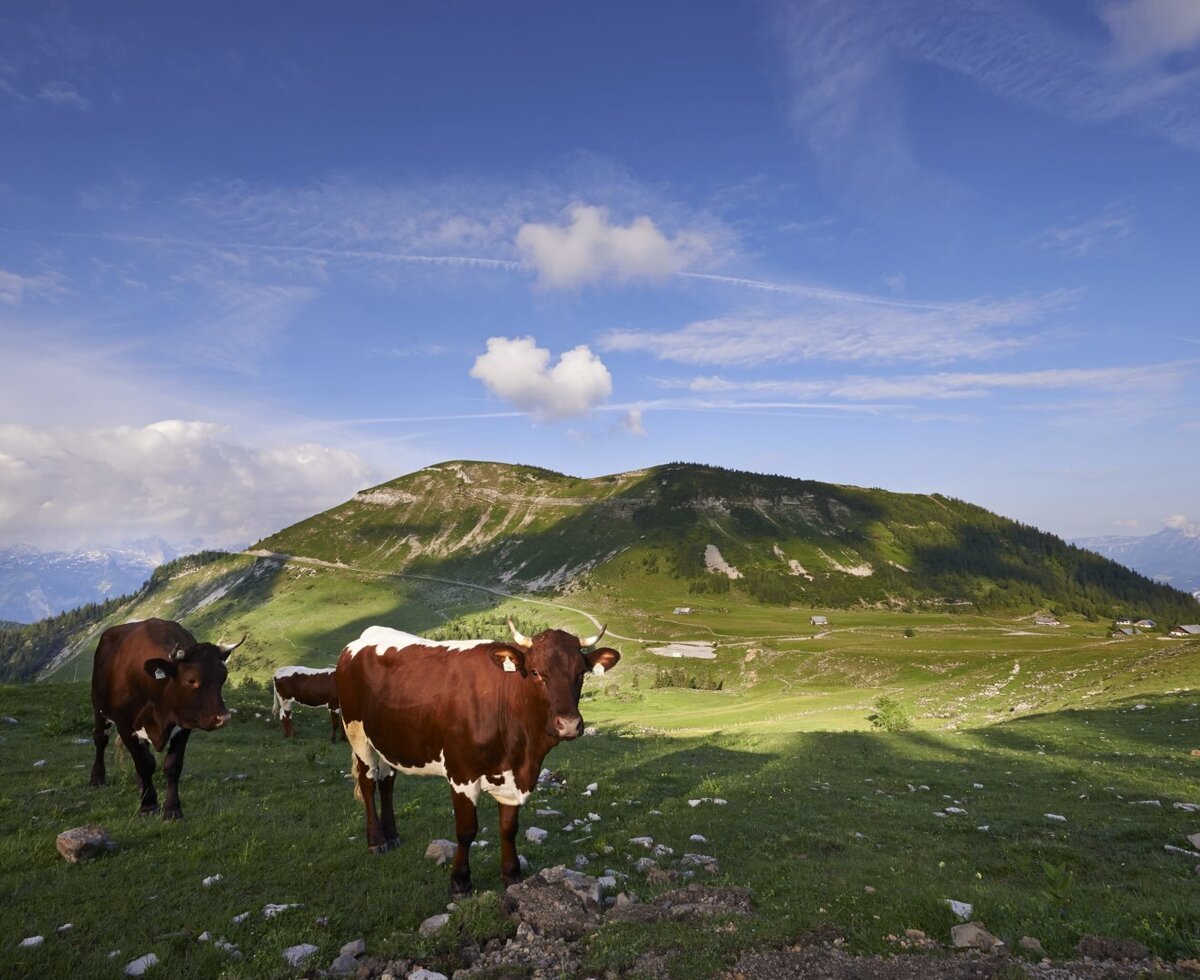 Rinder auf der Alm