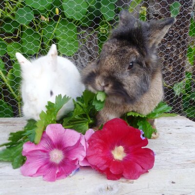 Zwei Kaninchen fressen Grünzeug auf dem Hof, mit Blumen im Vordergrund.