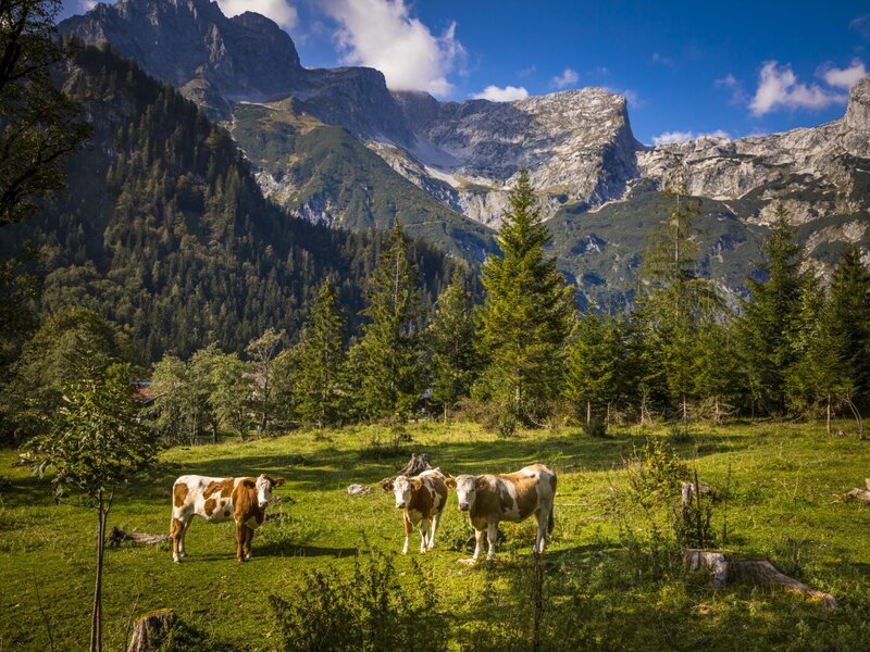 Drei Kühe auf der Wiese des Bauernhofs mit Blick auf die Berge.