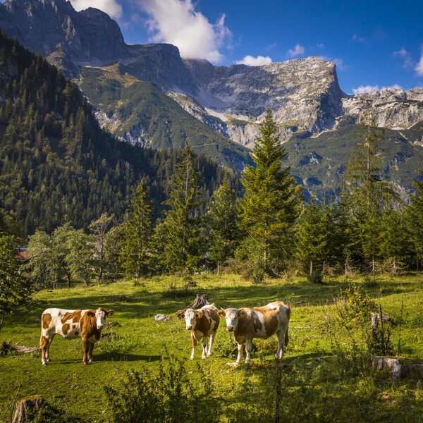 Drei Kühe auf der Wiese des Bauernhofs mit Blick auf die Berge.