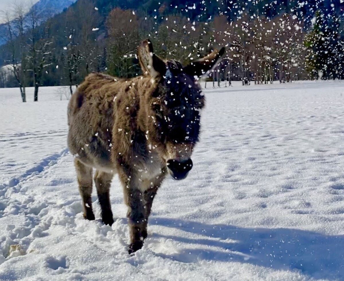 Ein Esel im verschneiten Feld des Bauernhofs mit Bergen im Hintergrund.