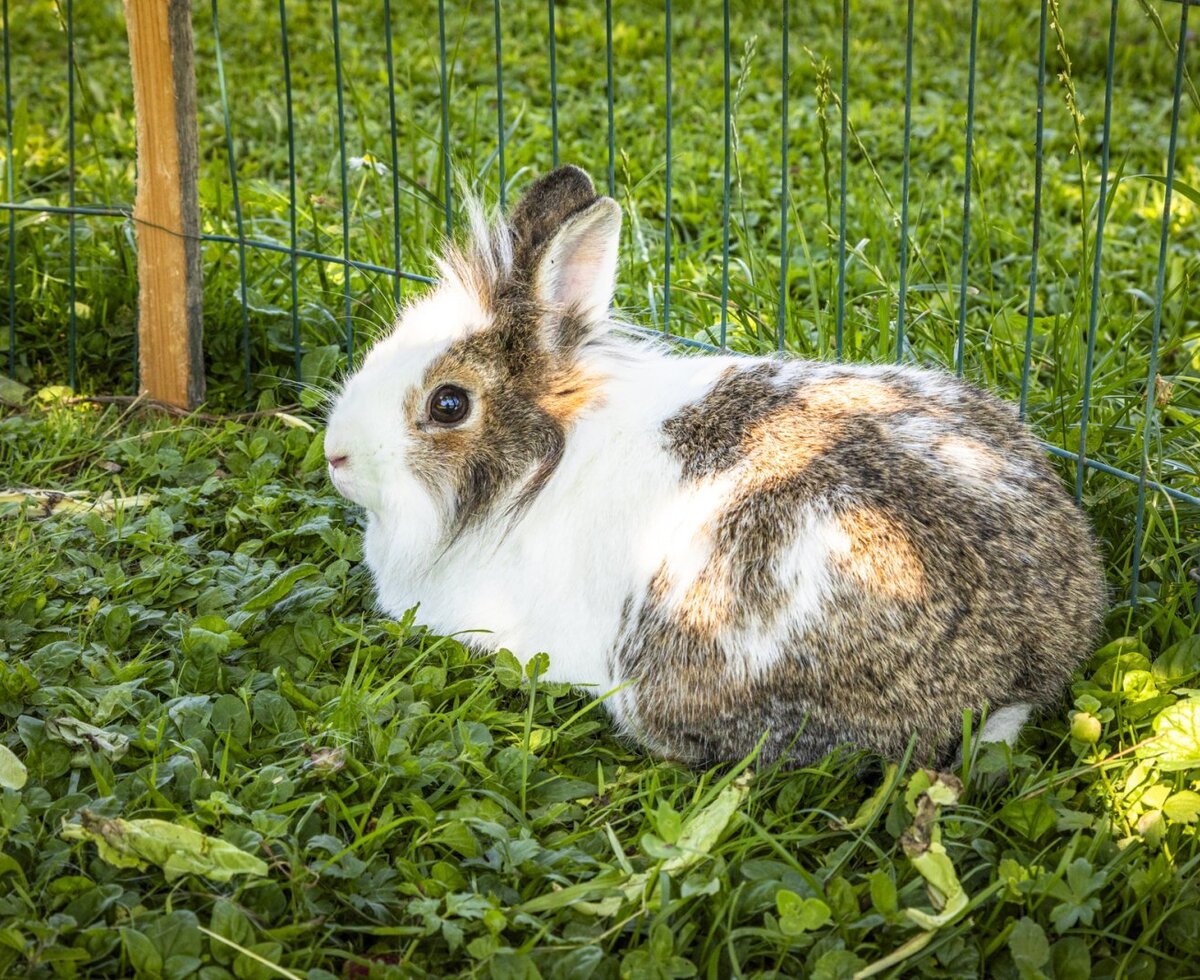 Hase
