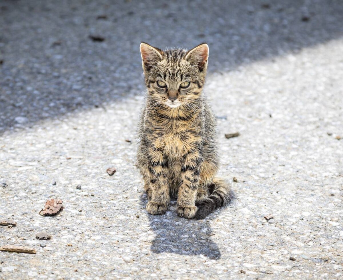 Katze