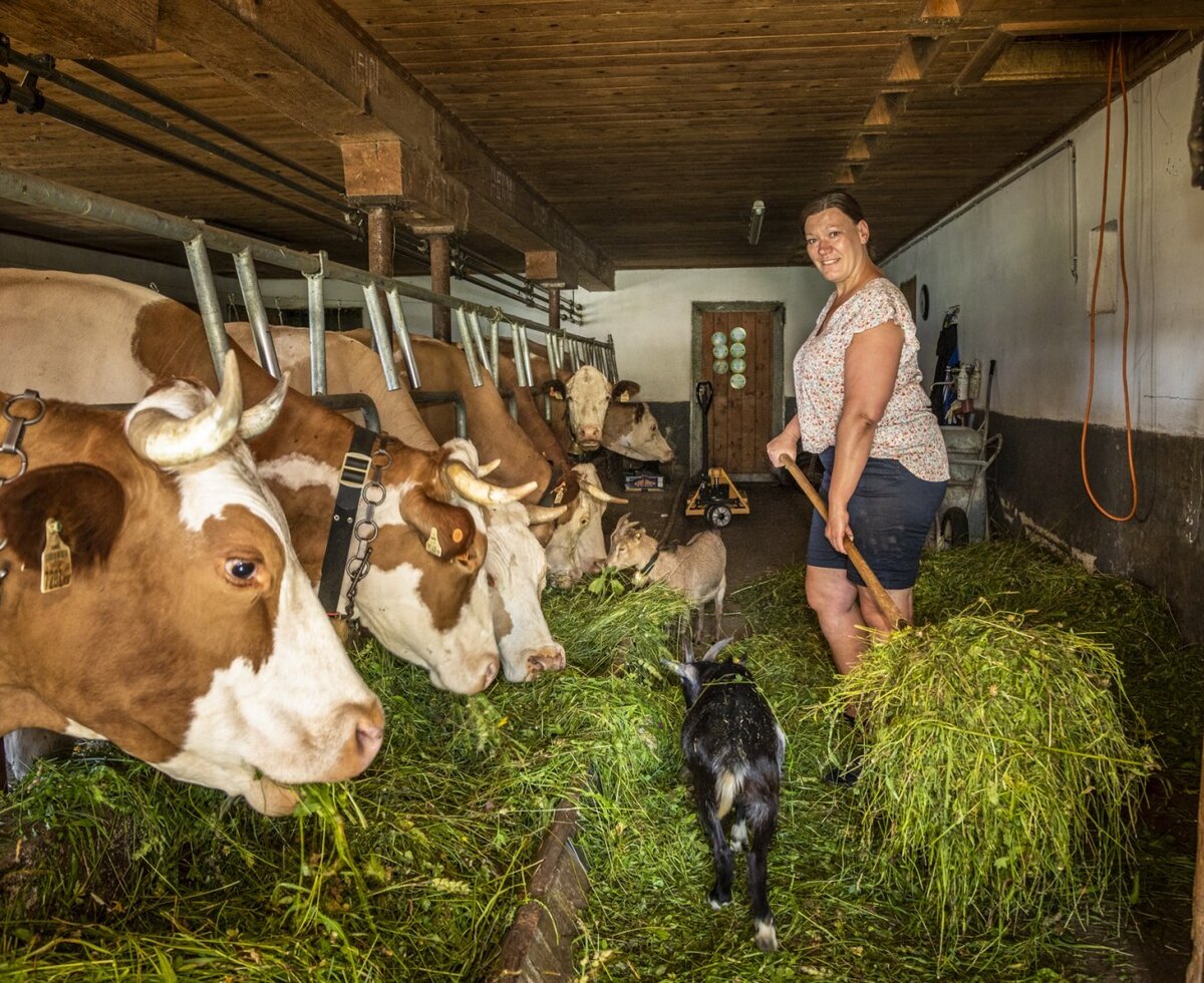 Eine Bäuerin füttert Kühe und Ziegen im Stall des Bauernhofs mit frischem Gras.