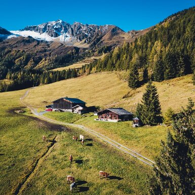 Der Hof in alpiner Landschaft, umgeben von grünen Wiesen und Wäldern, mit weidenden Kühen und schneebedeckten Bergen im Hintergrund.