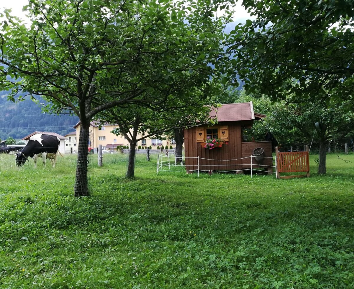 Außenbereich der Auszeithütte mit Wiese, grasender Kuh, Bäumen und einem kleinen Holzschuppen vor Bergkulisse.