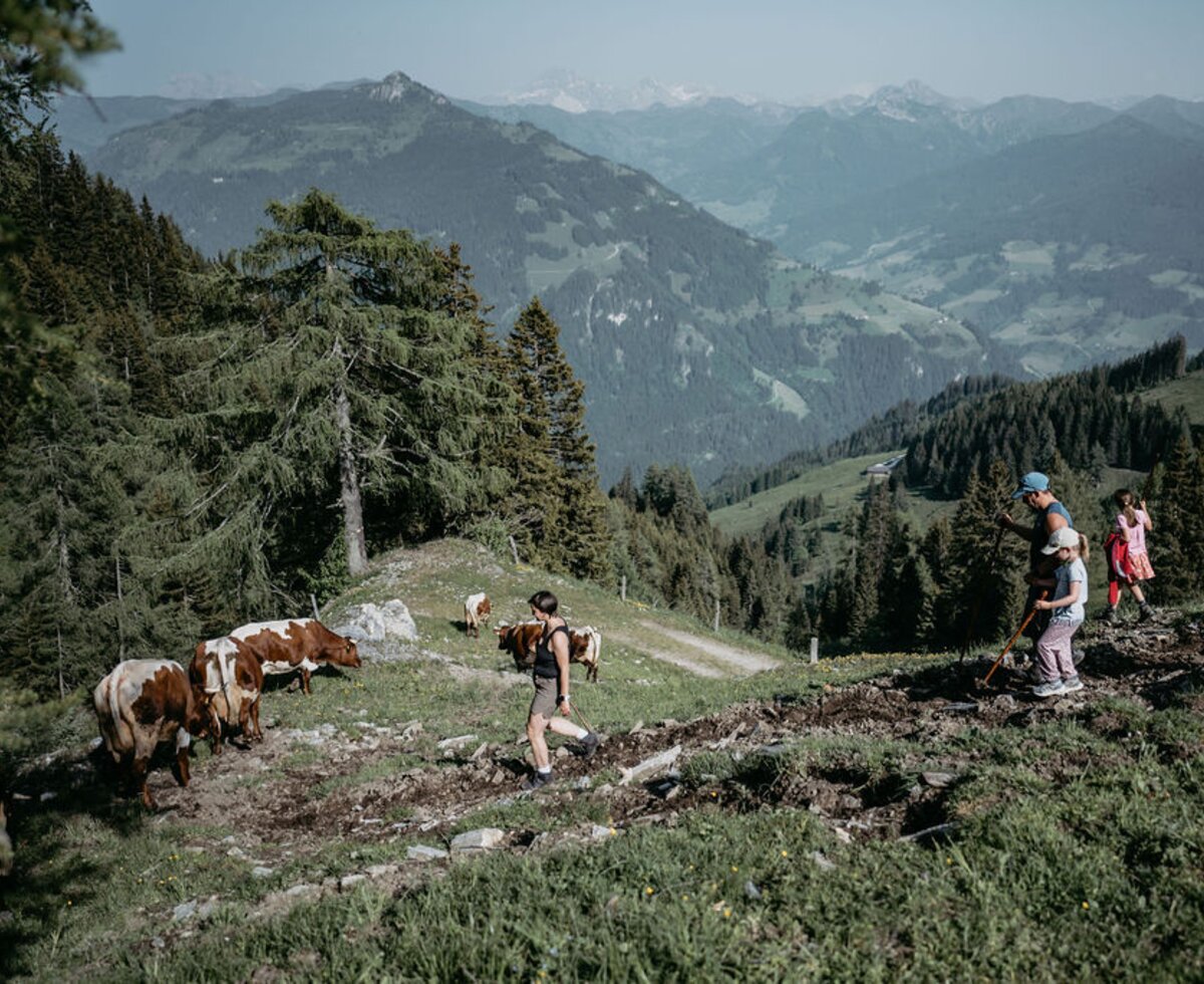 Eine idyllische Almweide des Bauernhofs mit grasenden Kühen und einem weiten Blick auf die umliegende Berglandschaft.