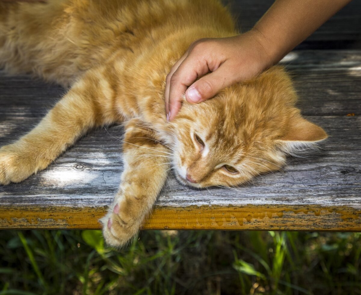 Eine zutrauliche, rote Katze genießt Streicheleinheiten auf einer rustikalen Holzbank auf dem Bauernhof.