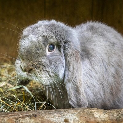 Ein niedliches, flauschiges Kaninchen im Heu auf dem familienfreundlichen Bauernhof.