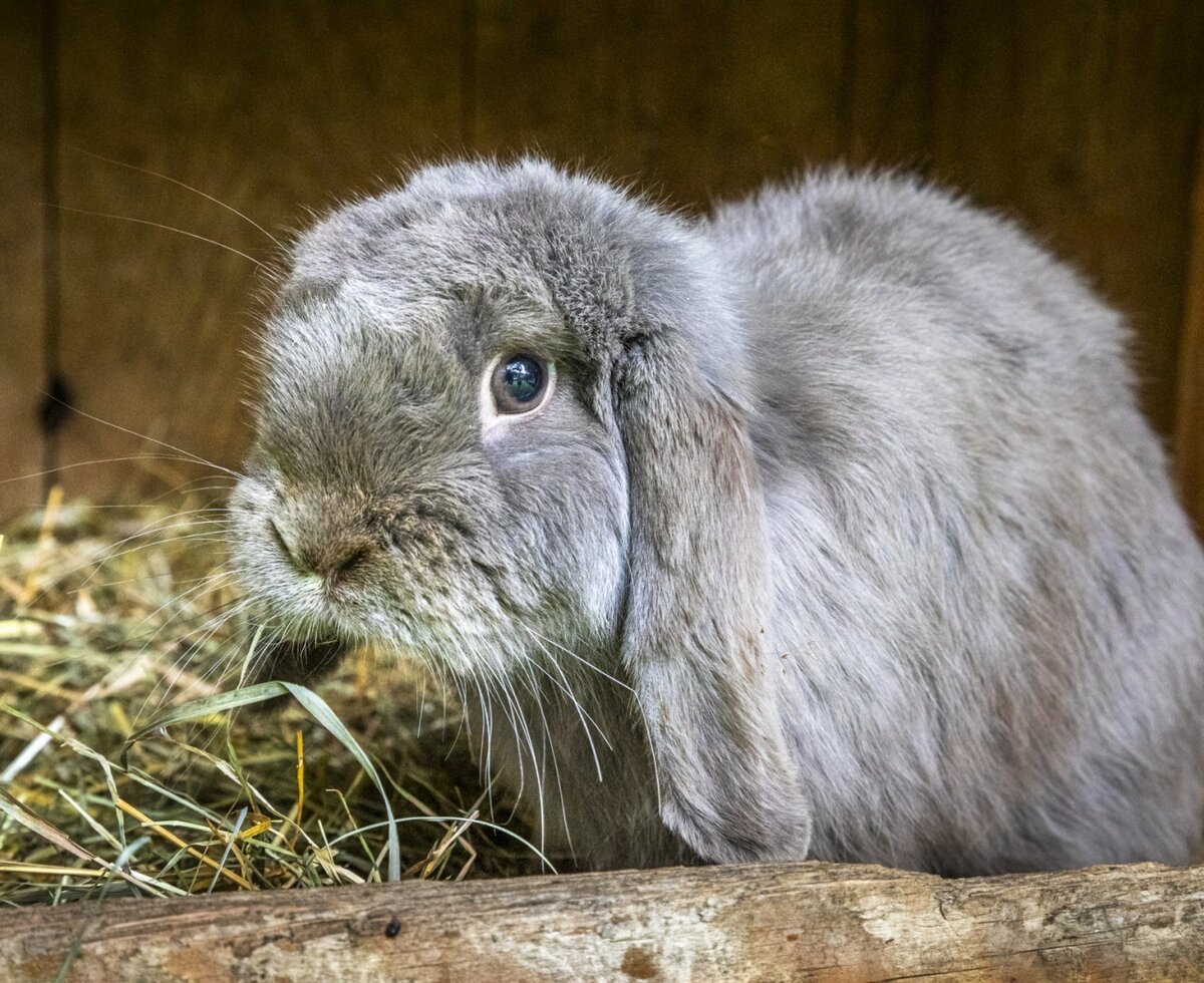 Ein niedliches, flauschiges Kaninchen im Heu auf dem familienfreundlichen Bauernhof.