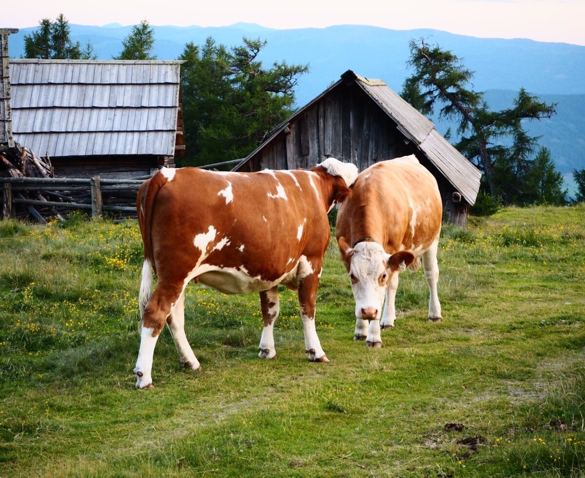 auch wir genießen die Alm