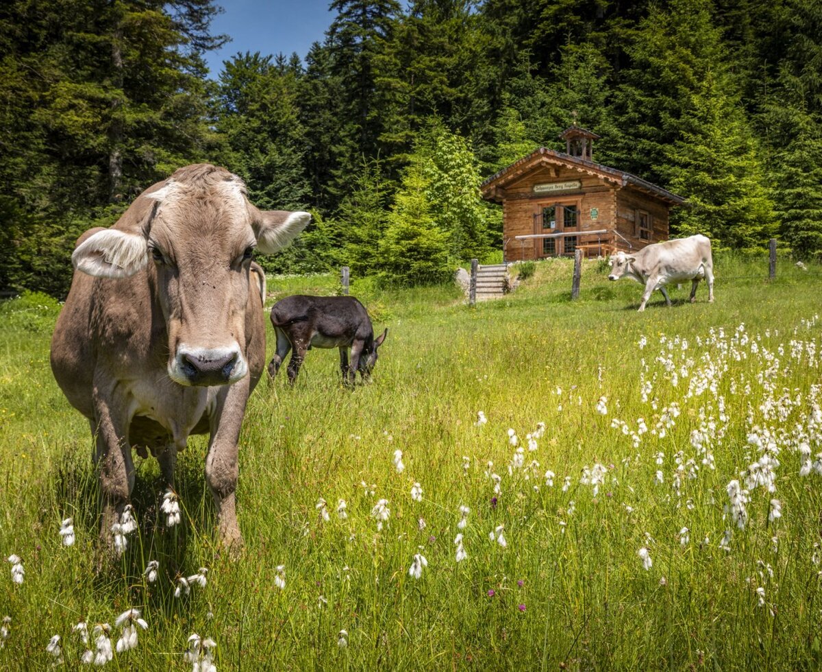 Weidende Kühe und ein Esel auf der Wiese vor einer Holzhütte, umgeben von Wald am Bauernhof.