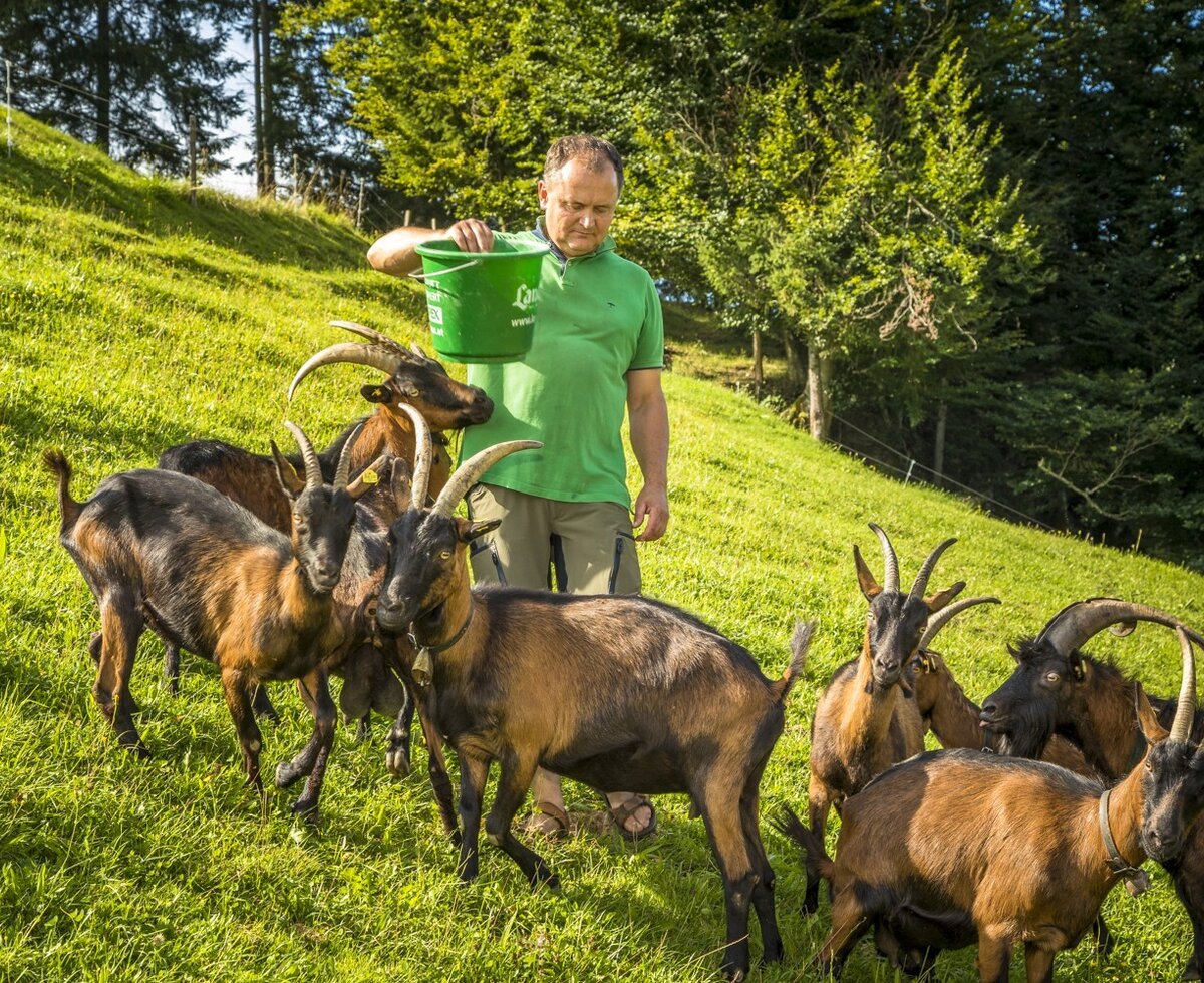 Manfred beim Ziegen füttern
