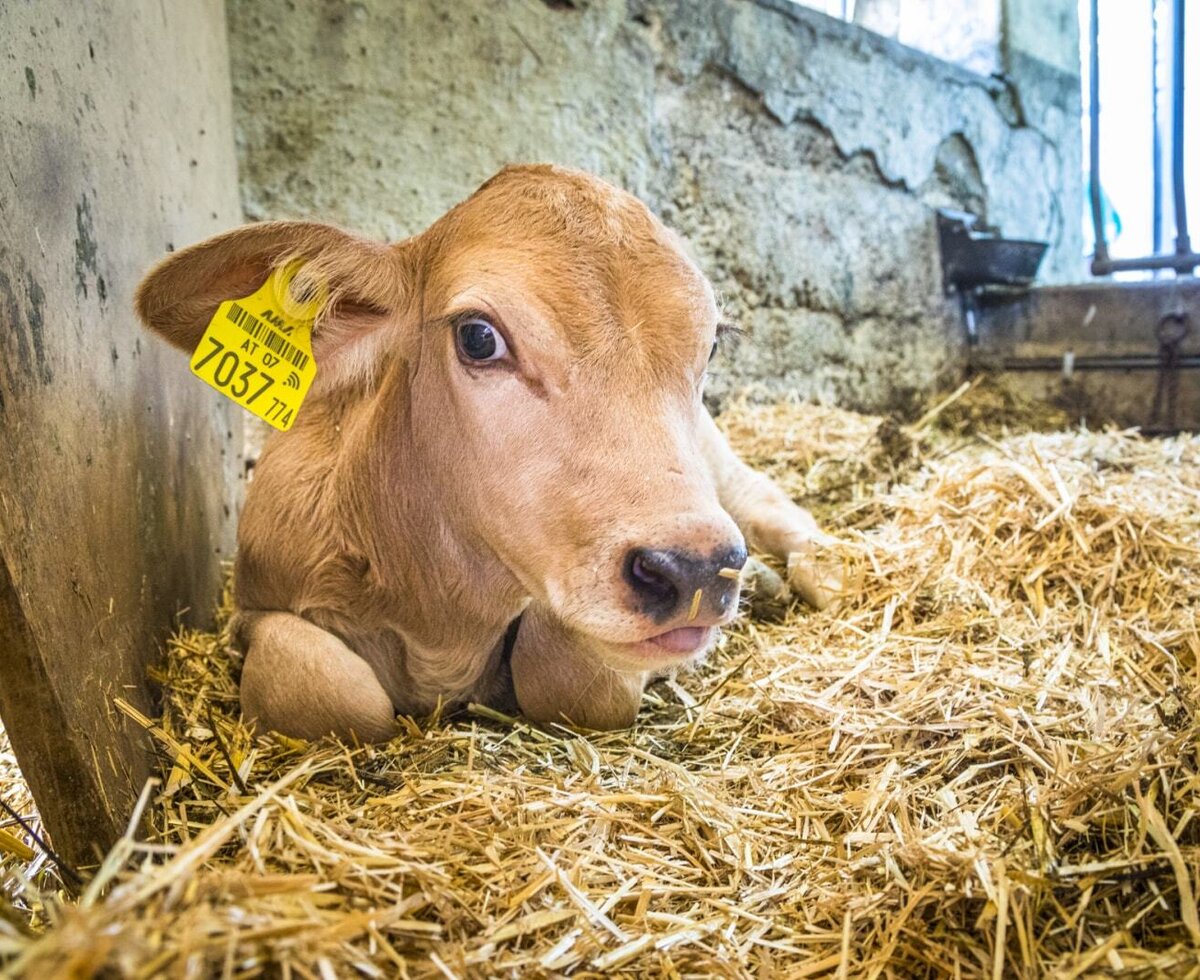 Ein Kälbchen mit Ohrmarke liegt auf Stroh im Stall des Bauernhofs.