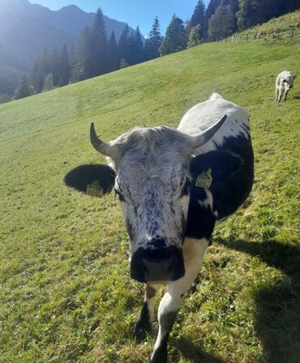 Neugierige Kühe auf der saftig grünen Almwiese des Bauernhofs vor einer malerischen Bergkulisse.