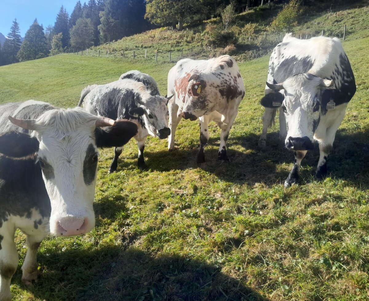 Neugierige Kühe auf den saftigen, grünen Weiden des Bauernhofs.