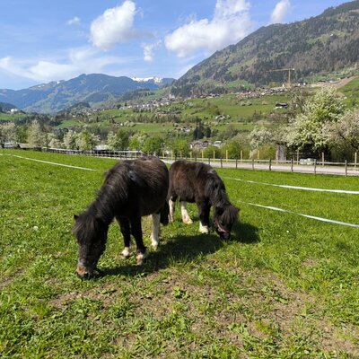 Zwei Ponys grasen auf einer Wiese des Bauernhofs mit Blick auf die umliegenden Berge und das Dorf.