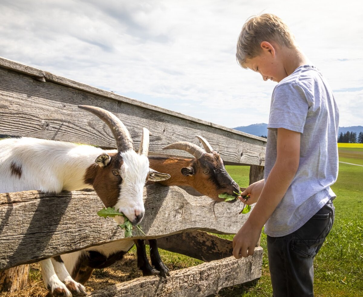 Ein Junge füttert zutrauliche Ziegen am rustikalen Holzzaun des einladenden Bauernhofs.