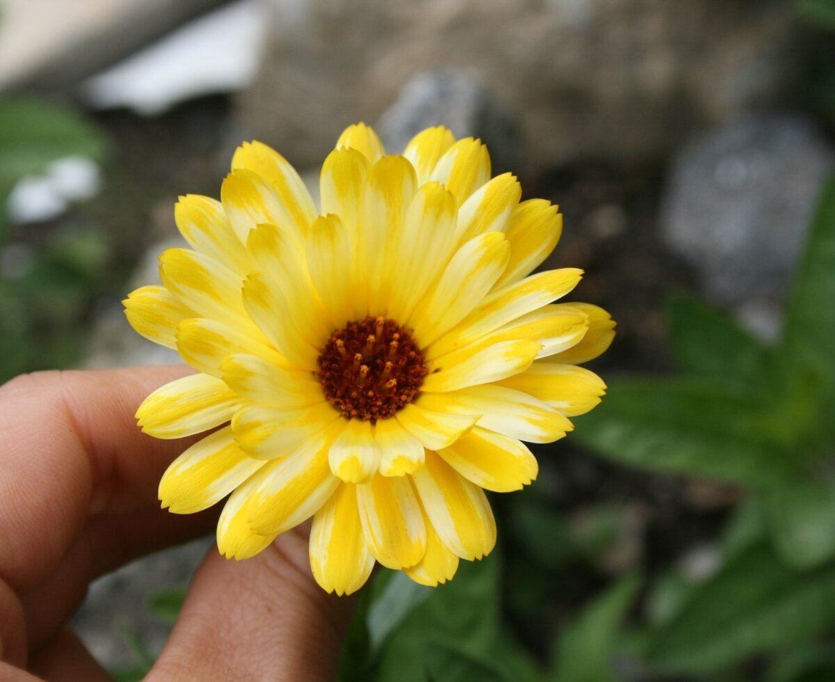 Ringelblumen rund um den Hof