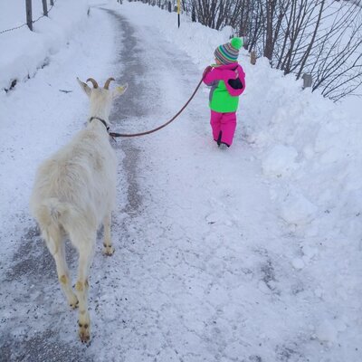 Ziegenspaziergang im Winter