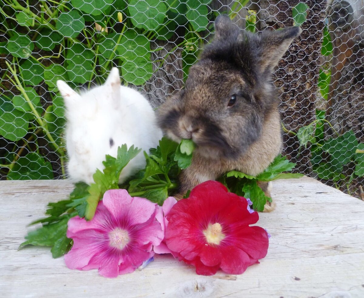 Zwei Kaninchen umgeben von Blumen und Blättern auf dem Bauernhof.