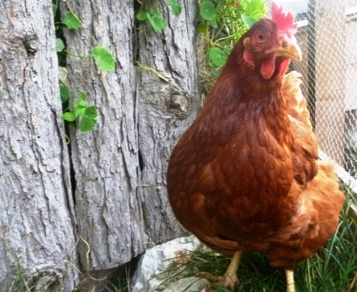 Bioeier von den hofeigenen Hennen am Bergbauernhof Brandgut