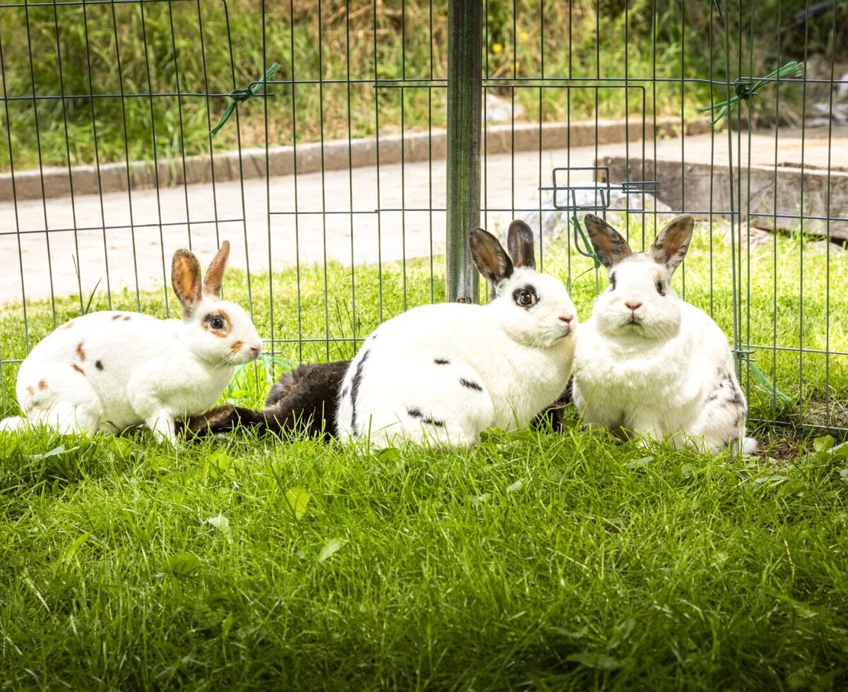 unsere Hasen