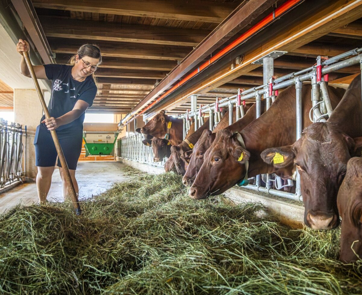 Erleben Sie den authentischen Bauernhofalltag direkt an der Ferienwohnung beim gemeinsamen Füttern der Kühe im gemütlichen Stall.