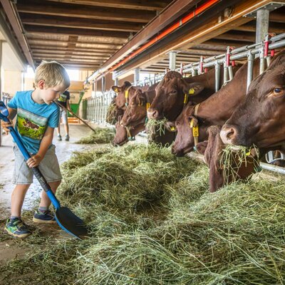 Ein spannendes Erlebnis für kleine Gäste der Ferienwohnung beim Füttern der Kühe im hofeigenen Stall.