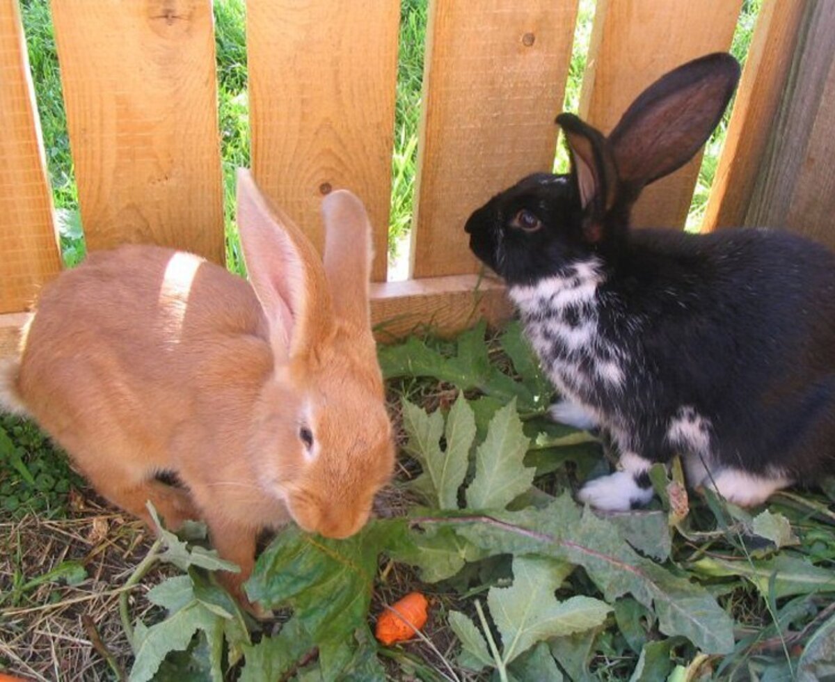 unsere Hasen