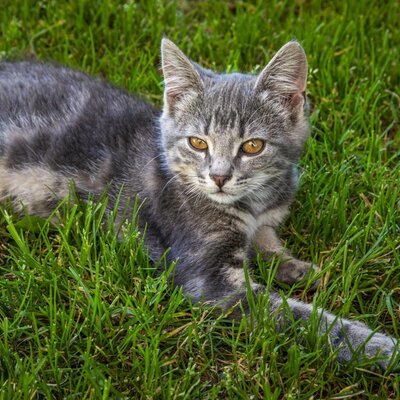 Katze