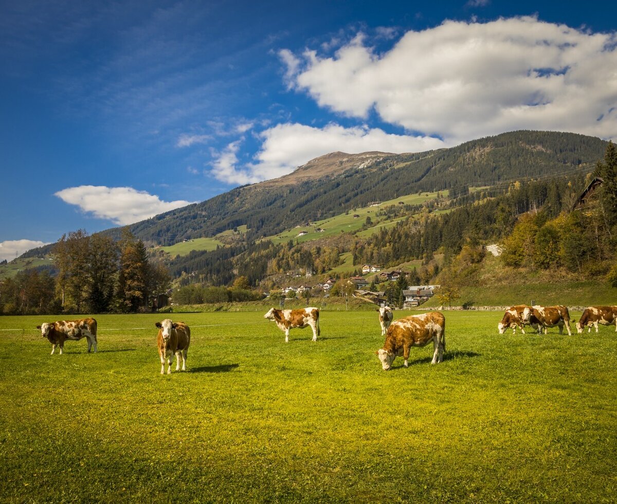 Kühe grasen auf der Wiese des Bauernhofs mit Bergblick.