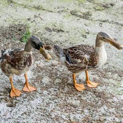 Enten