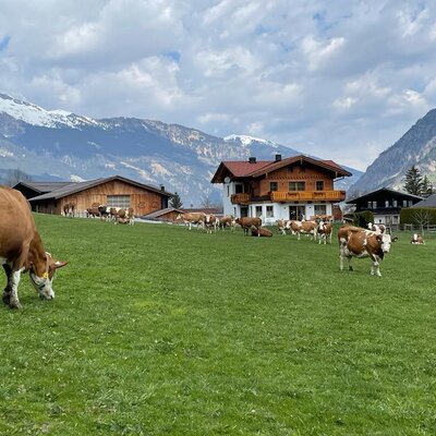 Kühe grasen auf der Weide vor dem Bauernhof mit schneebedeckten Bergen im Hintergrund.